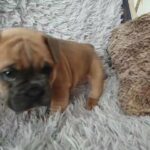 English x French bulldogs in Kingston upon Hull