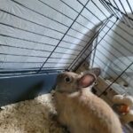 4 Rabbits For Sale in Glasgow