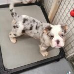 Blue Tri Merle Fully Old English Bulldog💙 in Peterborough