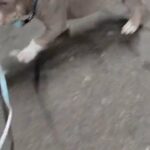 lilac TRI male American pocket bully in North East Lincolnshire