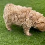 Toy/miniature Maltipoo 7,5 Weeks Old in London