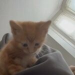 Beautiful Kittens For Sale in London