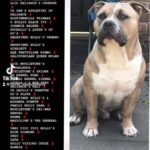 Open For Stud Pocket Bully in St Albans