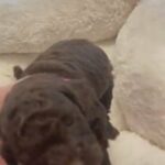 Miniature poodle Pups in Leighton Buzzard
