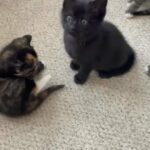 Kittens Looking Lovely Family,Ready Now in Coventry