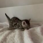 TICA Bengal ????Champion lines SiLVER kittens in London