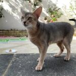 Abyssinian Female Looking For A New Home in London
