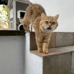 British Shorthair Female Looking For A New Home in London