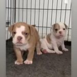 English Bulldog Pups For Sale £530 in North West Leicestershire