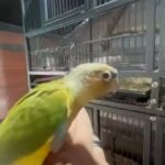 Pineapple X Dilute Conure Babies in North Somerset