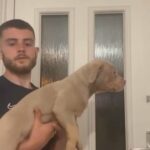 Cowboy Lines bullies in Birmingham