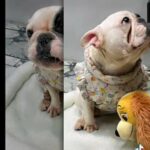 Pedigree French Bulldog Puppy For Sale in Birmingham
