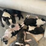 KC Pedigree Boston Terrier Puppies in Southend-on-Sea