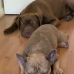 French Bulldog Stud in Milton Keynes