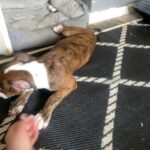 Mixed Bully Pup in St. Helens