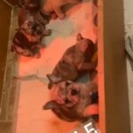 French Bulldog Pups in Milton Keynes