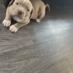 7 Week Old Bully in Doncaster