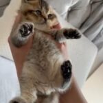Scotish Fold Kittens in Manchester