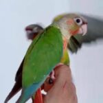 Hand reared Tame conure babies in Luton