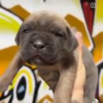 REDUCED! Huge, Health Tested ICCF BMN Corso Pups? in Charnwood