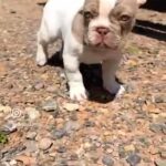 New Shade Isabella Pied French Bulldog Girl Ready To Go! in Braintree