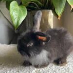 Gorgeous Mini Lion Lop Male in London