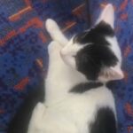 10 Weeks Old Black And White Male in London