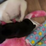 2 Male French Bulldogs in Cardiff