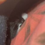 Tuxedo Kitten For Sale in London