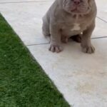 Isabella Boy French Bulldog Puppy ?? in Braintree