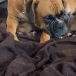 Beautiful KC REGISTERED Boxer Puppies Fantastic Five Generation Pedegree Ready 18th July in Chesterfield