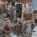 bengals kittens available for reservation now in Birmingham