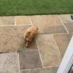 1 Left Cavapoochon in Cotswold