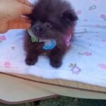 PURE BLACK QUALITY POMERANIAN in Denbighshire