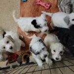 *Reduced* 1 pup left. F2 cockapoo in Selby