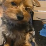Miniature Yorkshire Terrier Open For Stud in Liverpool