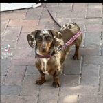 Chocolate Dapple Dachshund Carrying Cream. in Peterborough