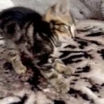 Half Bengal Marble Striped Tabby Male Boy Kitten in London