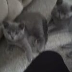 Little Baby Fur in Basildon