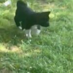 Last Pup Big Boned Female - Frenchie Swap Considered in Birmingham