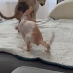 Cornish Rex Boy Pedigree in London