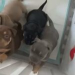 Pocket Bully Pups in Bridgend