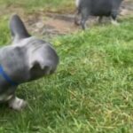 Lilac & Tan French Bulldog Puppes in Wolverhampton