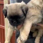 Fluffy Pugs in London
