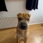 Shar Pei Needs A New Loving Home in London
