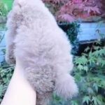 AMAZING LILAC POMERANIAN in Denbighshire
