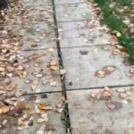 KC REG PANDA PUG in Hounslow