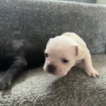 Male French Bulldog in Cardiff