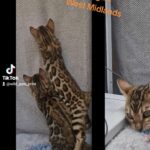 Registered pure bengals ready now in Coventry