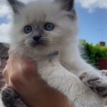 Registered Pedigree Siberian Neva Masquerade kittens in Daventry